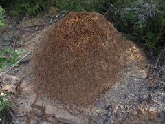 Nasutitermes exitiosus