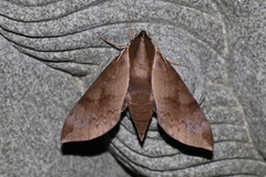 Acosmerycoides harterti