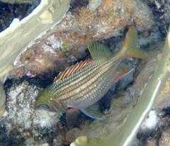 Neoniphon vexillarium