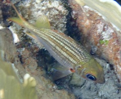 Neoniphon vexillarium