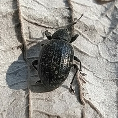 Otiorhynchus nodosus