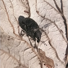 Otiorhynchus nodosus