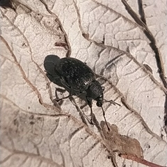 Otiorhynchus nodosus