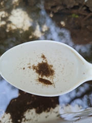 Proasellus meridianus