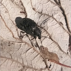 Otiorhynchus nodosus