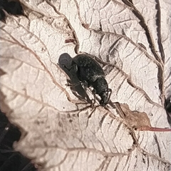 Otiorhynchus nodosus