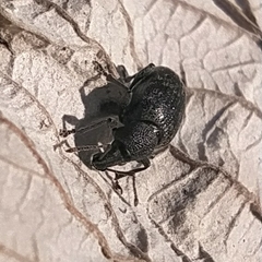 Otiorhynchus nodosus