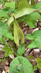 Arum maculatum