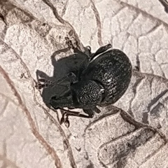 Otiorhynchus nodosus