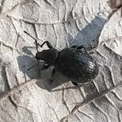 Otiorhynchus nodosus