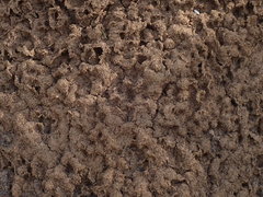 Nasutitermes exitiosus