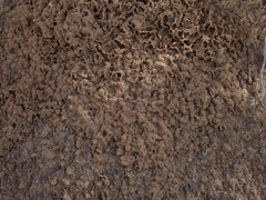 Nasutitermes exitiosus