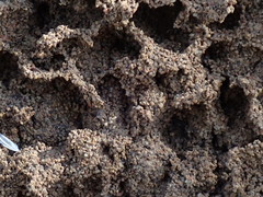 Nasutitermes exitiosus