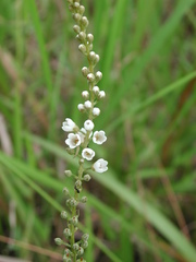 Lysimachia fortunei