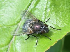 Eudasyphora cyanella
