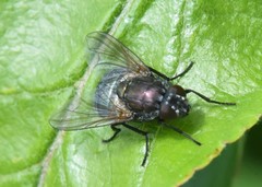 Eudasyphora cyanella