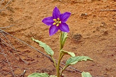 Solanum esuriale