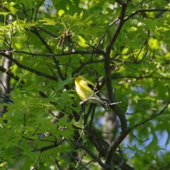 Spinus tristis tristis