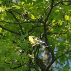 Spinus tristis tristis