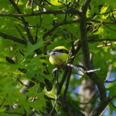 Spinus tristis tristis