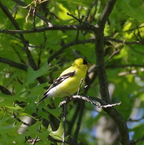 Eastern Goldfinch