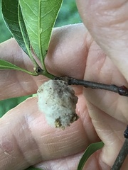 Callirhytis turnerii