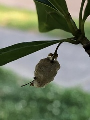 Callirhytis turnerii