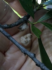 Callirhytis turnerii