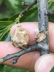 Callirhytis turnerii