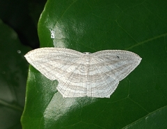 Acropteris striataria
