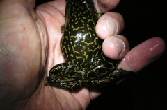 Lithobates septentrionalis