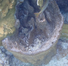 Ircinia campana