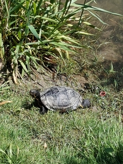 Trachemys scripta