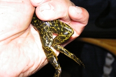 Lithobates septentrionalis