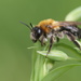 Grey-patched Mining Bee - Photo (c) Corinna Herr, some rights reserved (CC BY-NC), uploaded by Corinna Herr
