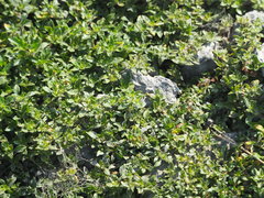 Alternanthera paronychioides