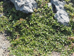 Alternanthera paronychioides