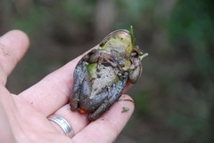 Gastrotheca plumbea