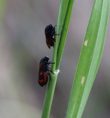 Cercopis arcuata
