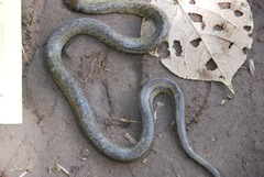 Erythrolamprus epinephalus