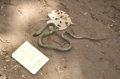 Erythrolamprus epinephalus