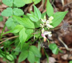 Vicia oroboides