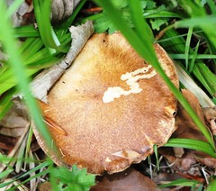 Suillus cavipes