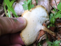 Suillus cavipes