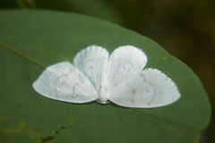 Ditrigona virgo