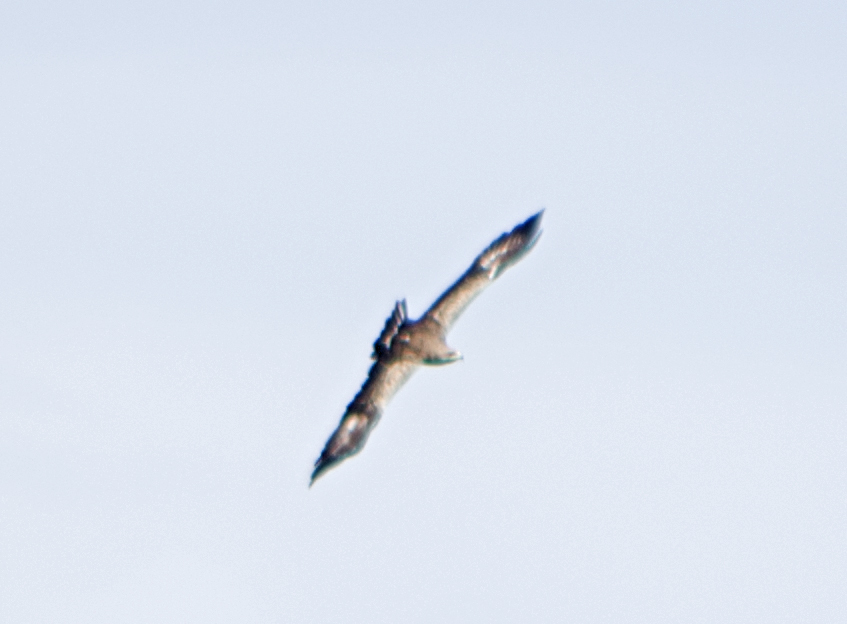 Lesser Spotted Eagle