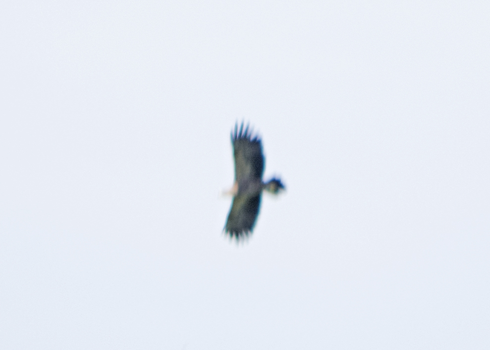 Lesser Spotted Eagle