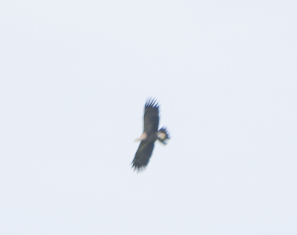 Lesser Spotted Eagle