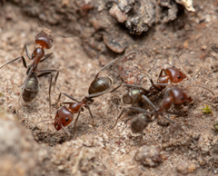 Iridomyrmex discors