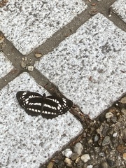 Neptis pryeri